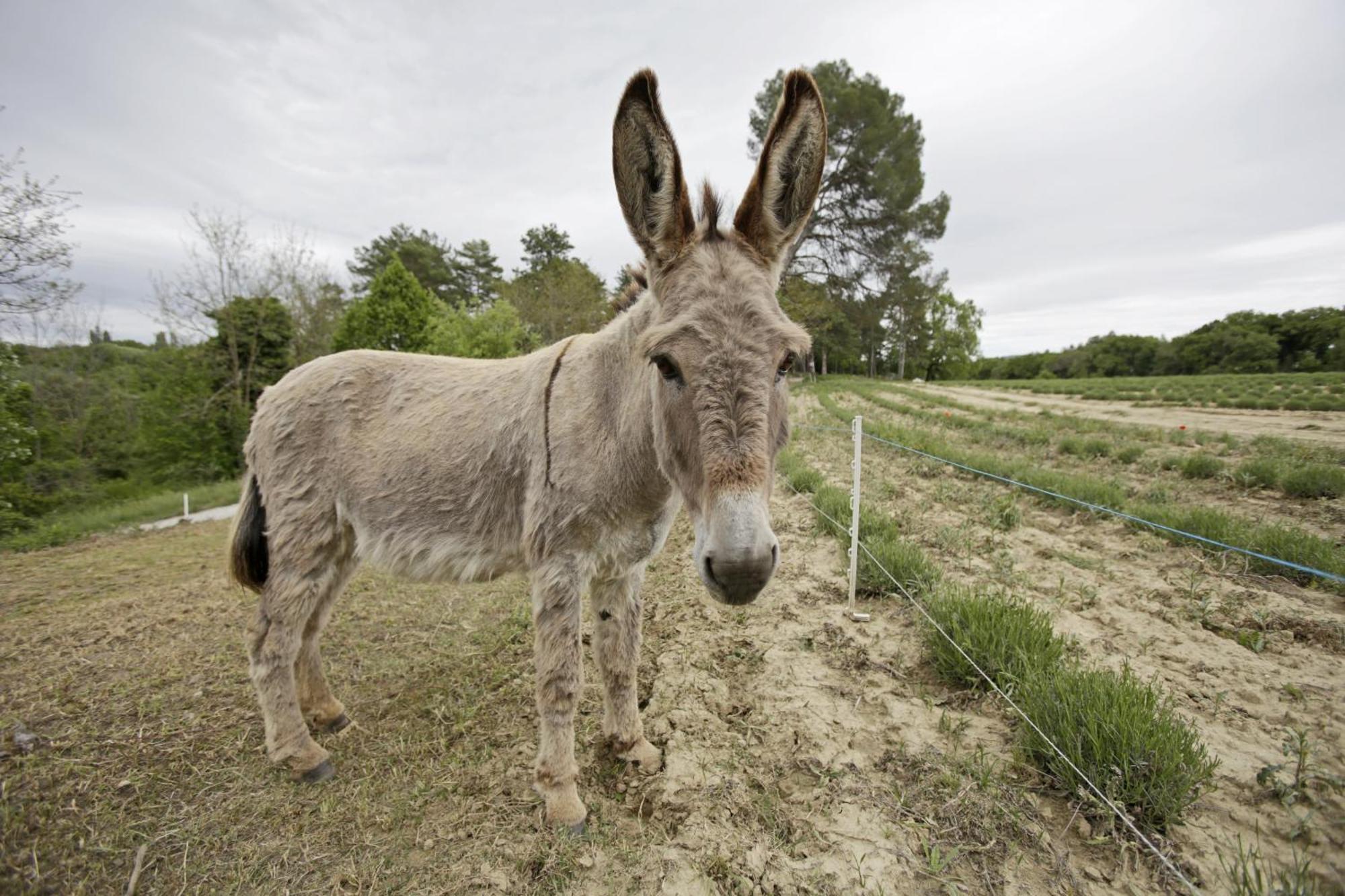 Les Anes De Forcalquier Hotel Eksteriør billede